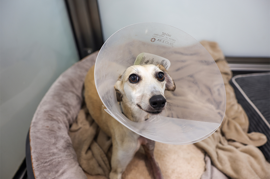 A dog in a cone collar, appearing calm while resting on a soft surface